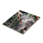 Carreau Featherdale Wildlife Park, Koala Bears (Côté)