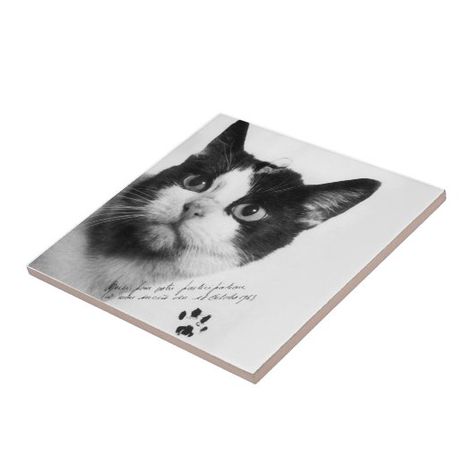 Carreau Félicette : Le premier chat dans l'espace (Côté)