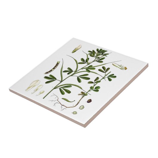 Carreau Fenugrec (Côté)