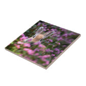 Carreau Ferme de lapins (Côté)