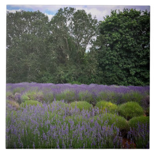 Carreau Ferme de Lavender