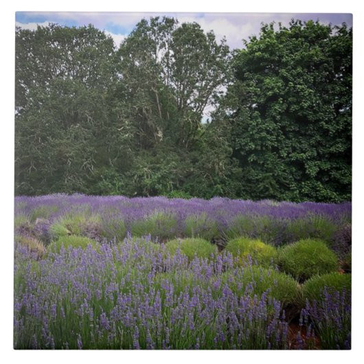 Carreau Ferme de Lavender (Devant)