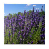 Carreau Ferme de Lavender (Devant)