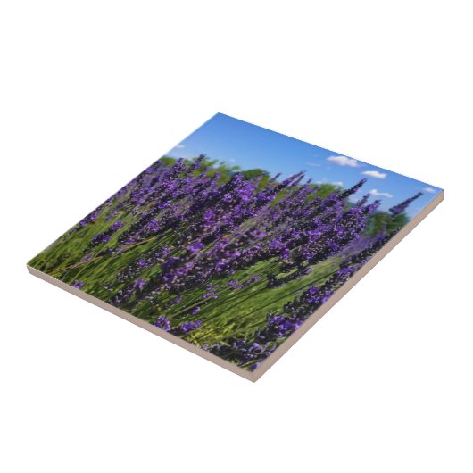 Carreau Ferme de Lavender (Côté)