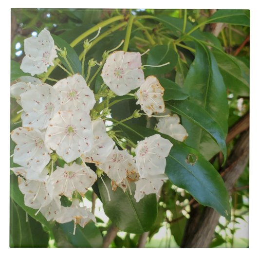 Carreau Fermer White Mountain Laurel (Devant)