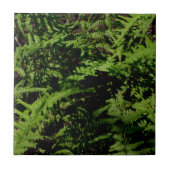 Carreau Fermes du plancher forestier (Devant)