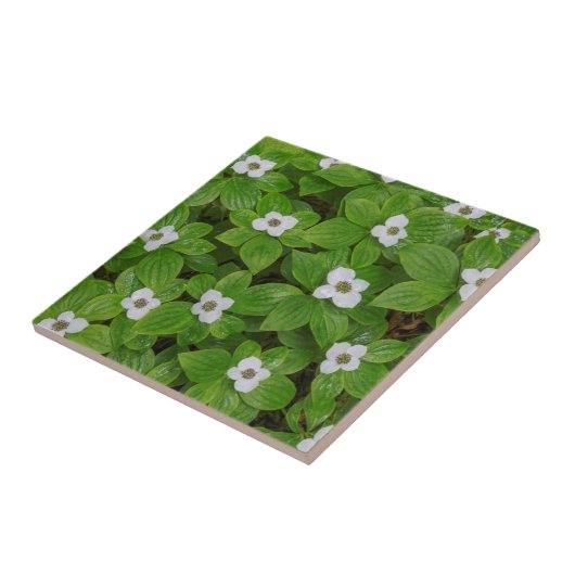 Carreau Fermeture de la myrtille aux fleurs blanches (Côté)