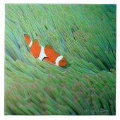 Carreau Fermez-vous d'un poisson d'anémone de clown, (Devant)