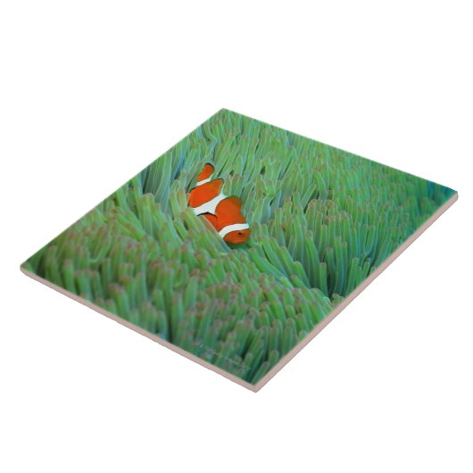 Carreau Fermez-vous d'un poisson d'anémone de clown, (Côté)