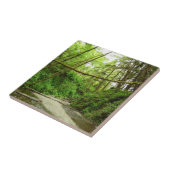 Carreau Fern Canyon I au Redwood National Park (Côté)