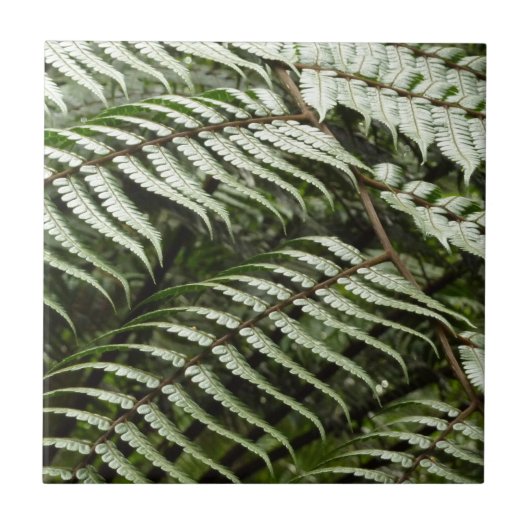 Carreau Fern Fronds II Dark Green Nature (Devant)