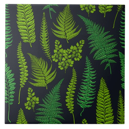 Carreau Ferns (Devant)