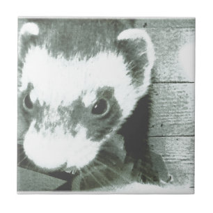 Carreau Ferret Cute Photo