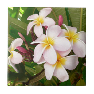Carreau Fête des mariées de fleurs d'Aloha Hawaii Frangipa