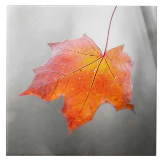 Carreau Feuille de Maple Rouge - Automne Velours (Devant)