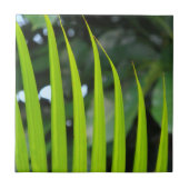 Carreau Feuille de palmier Areca (Devant)