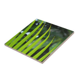 Carreau Feuille de palmier Areca