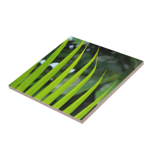 Carreau Feuille de palmier Areca (Côté)