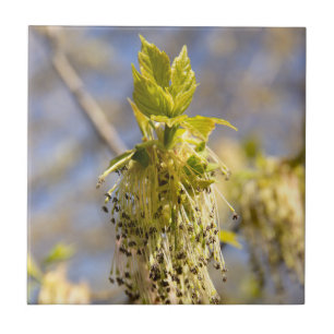 Carreau Feuille mignons en photo de printemps