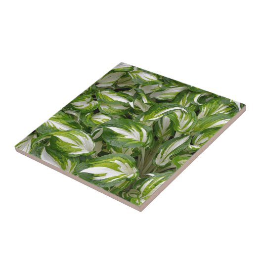 Carreau feuilles à rayures blanches et vertes (Côté)