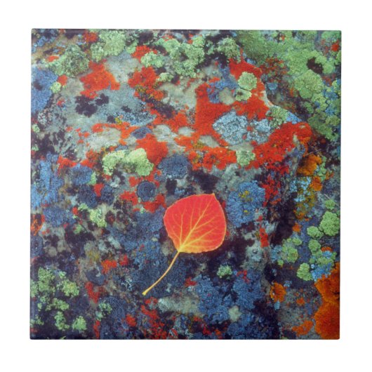 Carreau Feuilles d'Aspen sur un rocher recouvert de lichen (Devant)