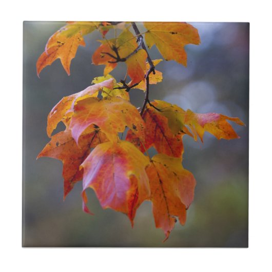 Carreau Feuilles d'automne (Devant)