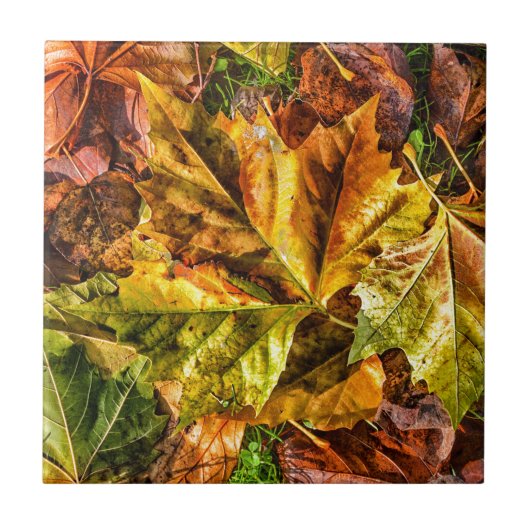 Carreau Feuilles d'automne (Devant)
