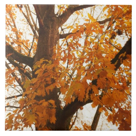 Carreau Feuilles d'automne (Devant)