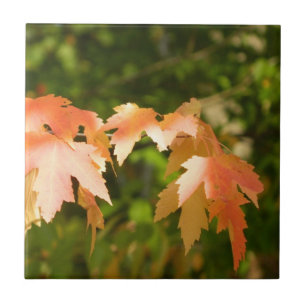 Carreau Feuilles d'automne ensoleillées Carrelage décorati