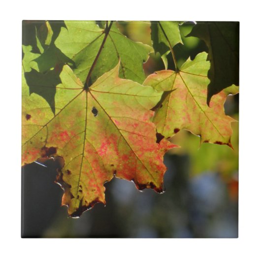 Carreau Feuilles de chute colorées (Devant)