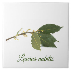 Carreau Feuilles de laurier frais