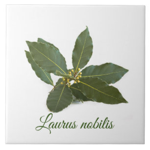 Carreau Feuilles de laurier frais