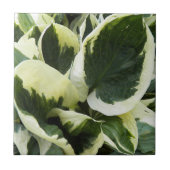Carreau Feuilles de plante d'Hosta Floral (Devant)