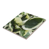 Carreau Feuilles de plante d'Hosta Floral (Côté)