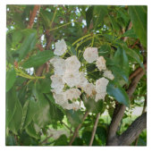 Carreau Feuilles de White Mountain Laurel à Sundown (Devant)