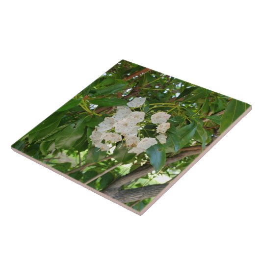 Carreau Feuilles de White Mountain Laurel à Sundown (Côté)