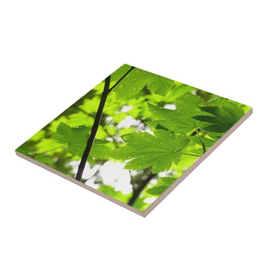 Carreau Feuilles d'érable avec Raindrops (Côté)