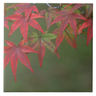 Carreau Feuilles d'érable, Katsura, Kyoto, Japon