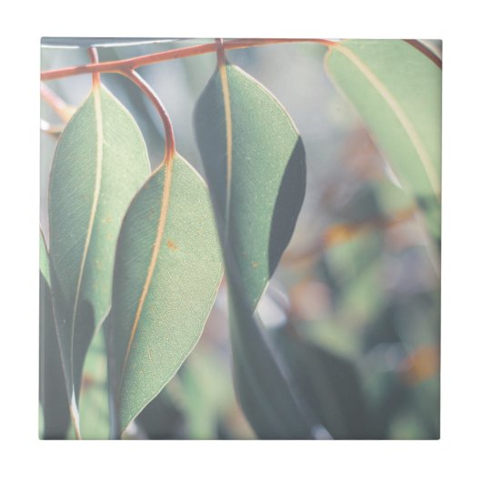 Carreau Feuilles d'Eucalyptus vert pâle (Devant)