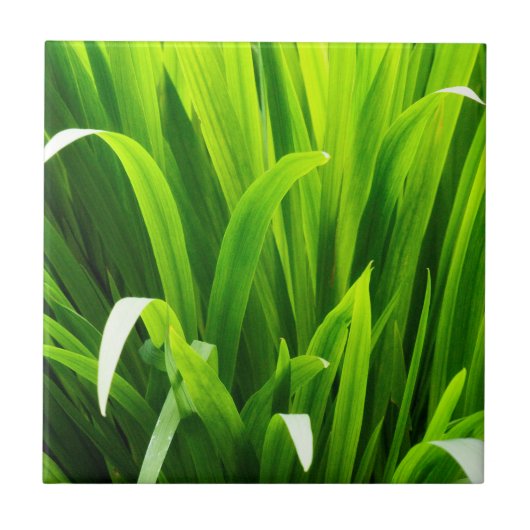 Carreau Feuilles rétroéclairés dans le jardin (Devant)