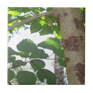 Carreau feuilles vertes et tronc d'arbre avec une écorce f