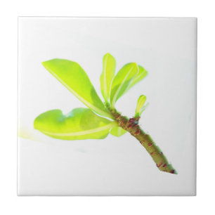 Carreau Feuilles verts Kudu Lily Nature