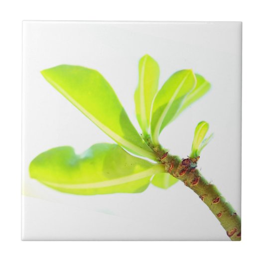 Carreau Feuilles verts Kudu Lily Nature (Devant)