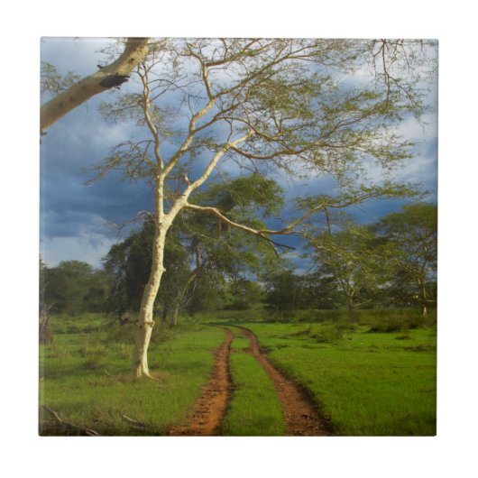 Carreau Fever Tree (Acacia Xanthophloea) sur Dirt Track (Devant)
