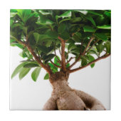 Carreau Ficus Ginseng (Devant)