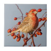 Carreau Finch de maison étonnant avec Berries Hawthorn (Devant)