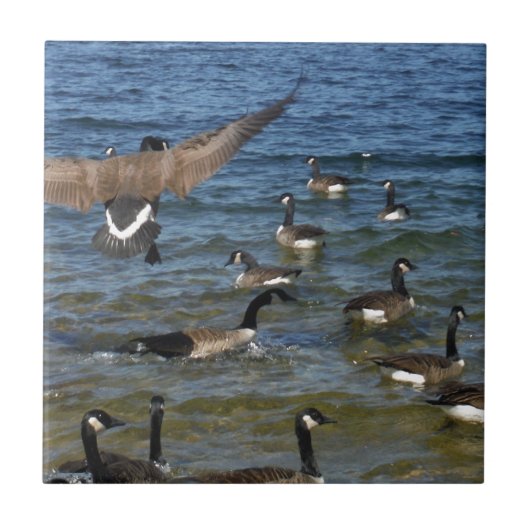 Carreau First goose to fly, geese on lake Arrowhead (Devant)