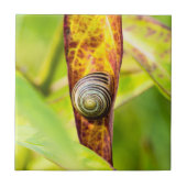 Carreau fixation calme (Devant)