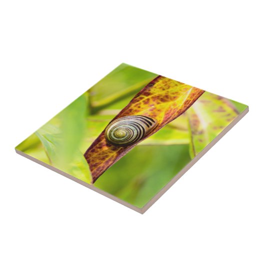 Carreau fixation calme (Côté)