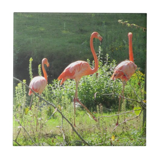 Carreau Flamants roses (Devant)